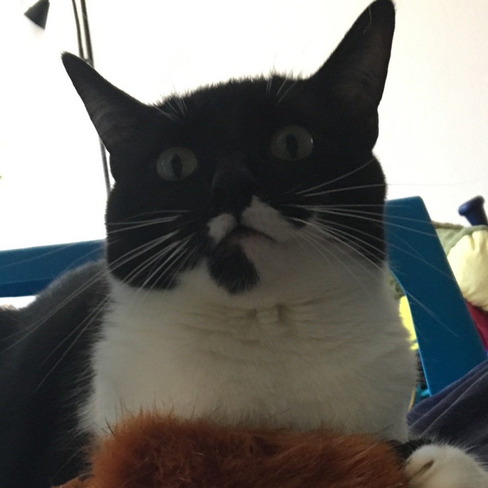 Meet your Posher, Maria